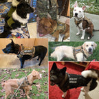 Tactical Dog Harnesses - Tactical Wilderness