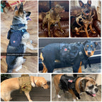 Tactical Dog Harnesses - Tactical Wilderness